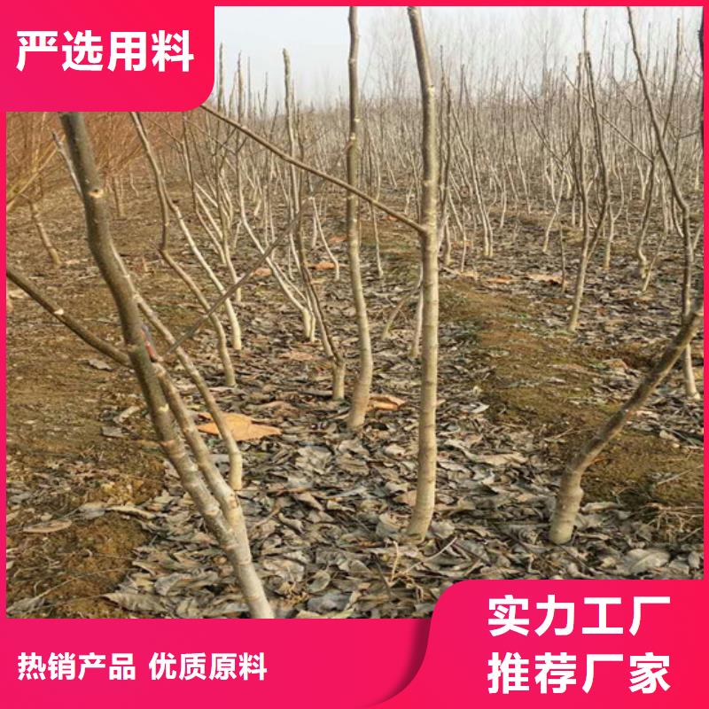 核桃苗桃树苗价格合理