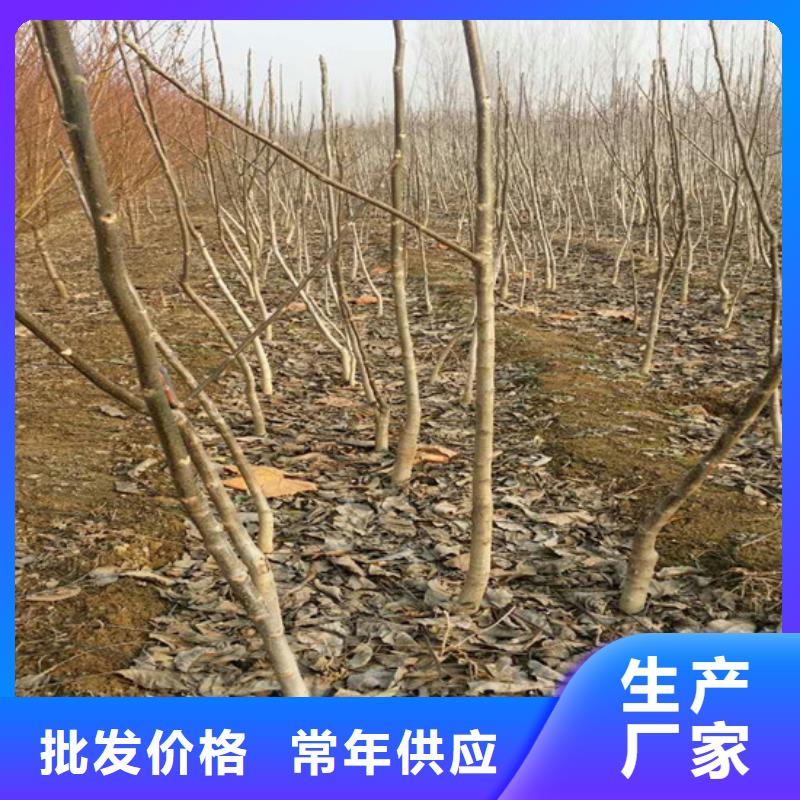 核桃苗冬桃树苗实力厂家直销