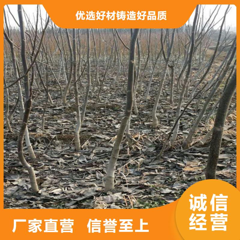 核桃苗果树苗批发基地品种全