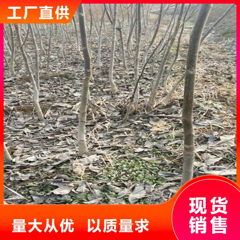 果树苗视频-四川省泸州市广祥果树苗可服务区域古蔺|合江|凉山|甘孜|自贡|南充|攀枝花|遂宁|阿坝等