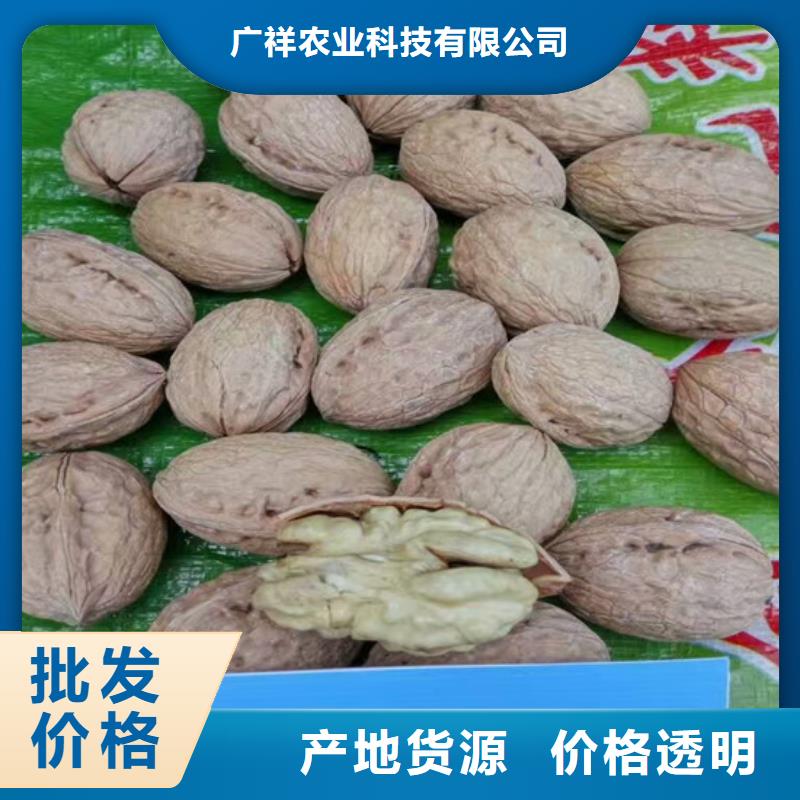 核桃苗,大红袍花椒苗实体厂家