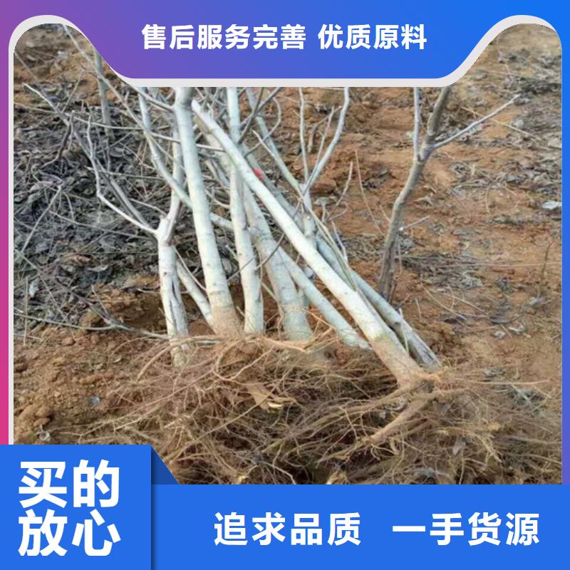 核桃苗,大红袍花椒苗实体厂家