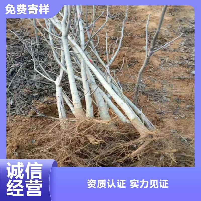 果树苗视频-果树苗-浙江省温州|嘉兴|宁波|丽水|衢州附近生产商