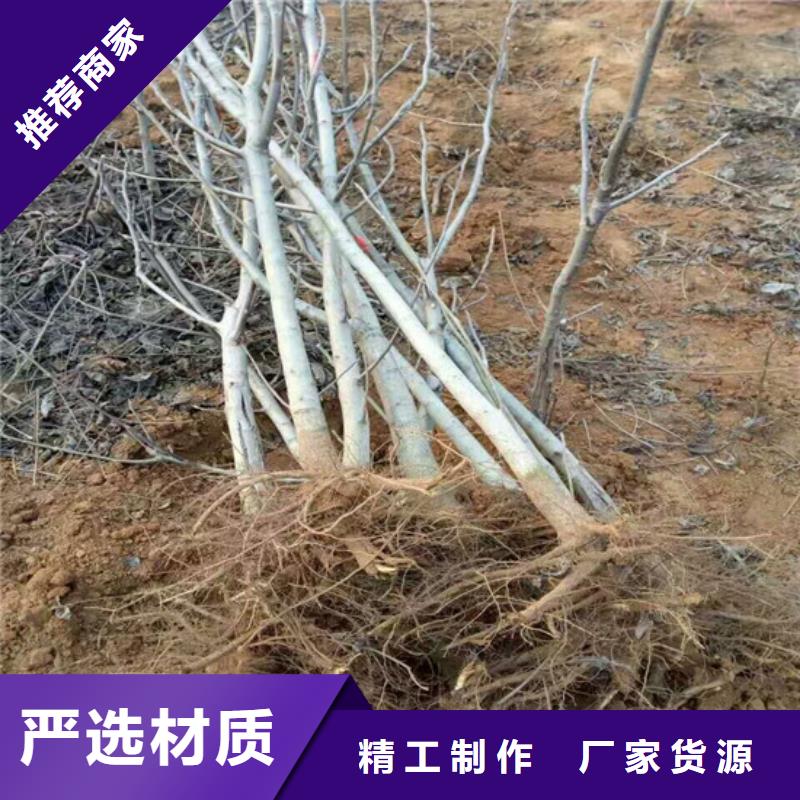 核桃苗_冬雪蜜桃树苗价格公道合理