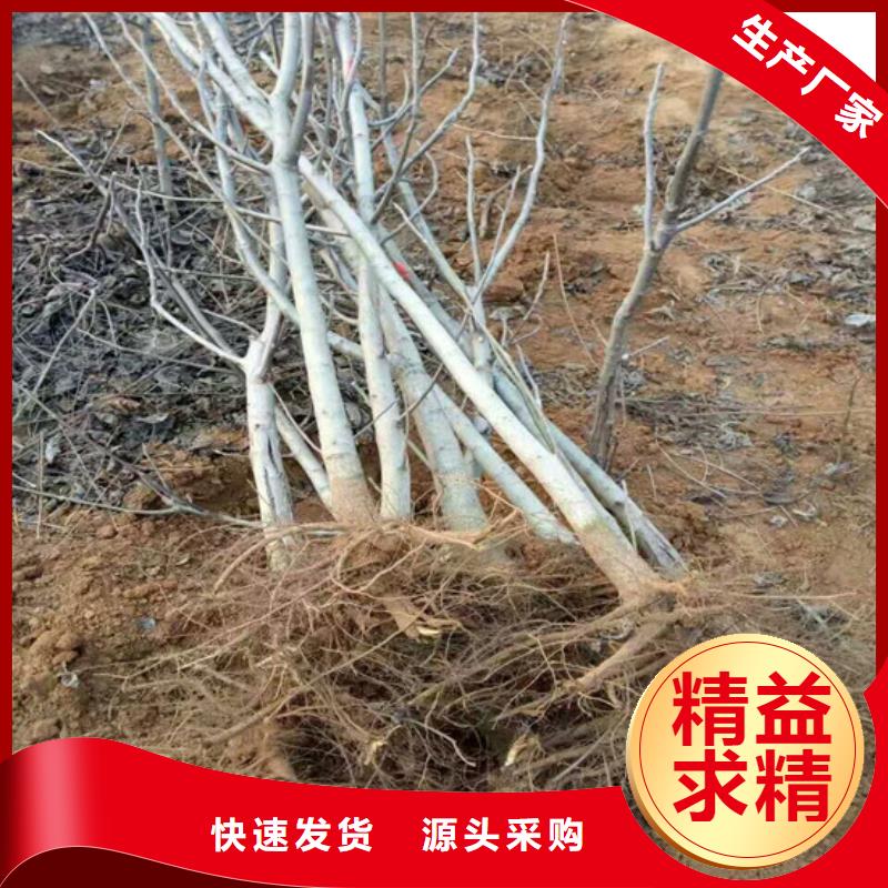 核桃苗樱桃苗打造行业品质