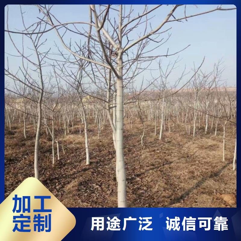 核桃苗_夏黑葡萄苗质量安心