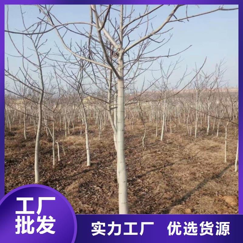 核桃苗冬桃树苗质量不佳尽管来找我