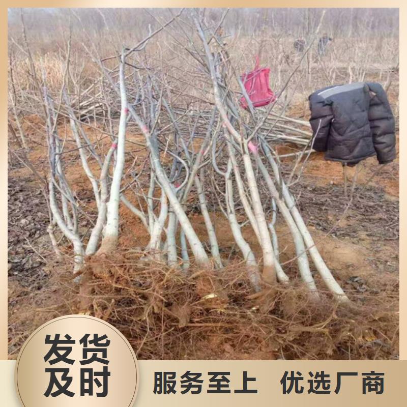 核桃苗板栗苗生产经验丰富
