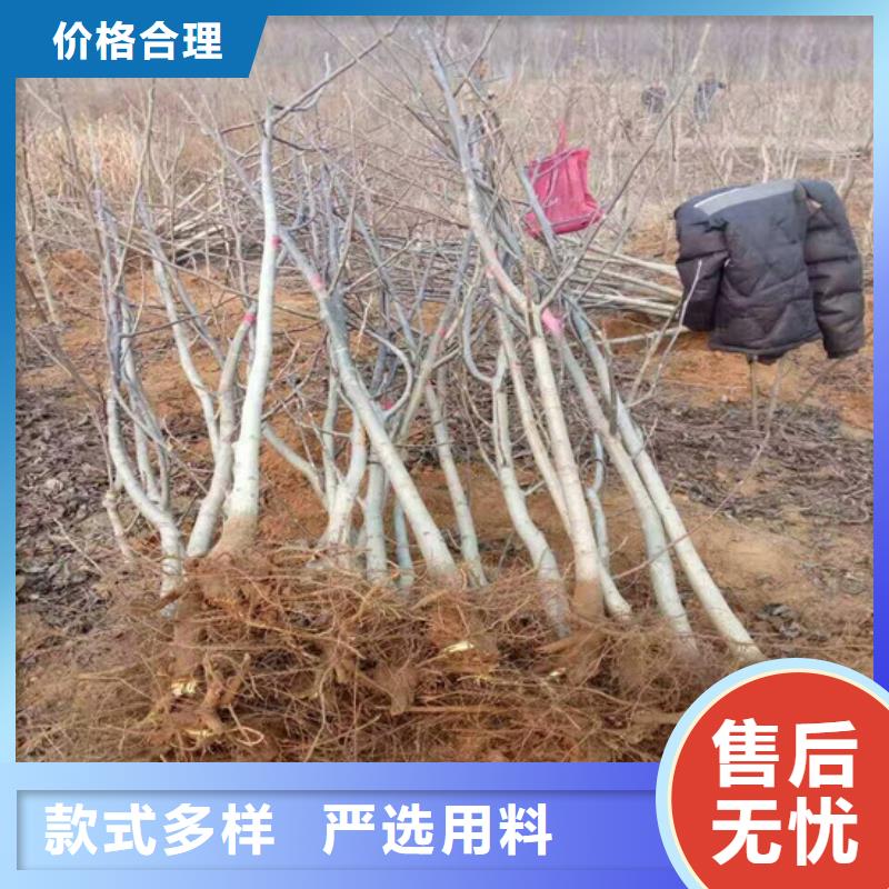果树苗视频-果树苗-浙江省温州|嘉兴|宁波|丽水|衢州附近生产商