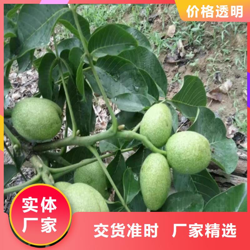 核桃苗板栗苗生产经验丰富