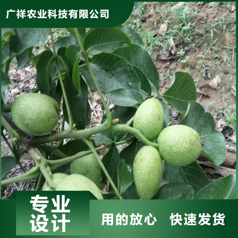 果树苗视频-果树苗-浙江省温州|嘉兴|宁波|丽水|衢州附近生产商