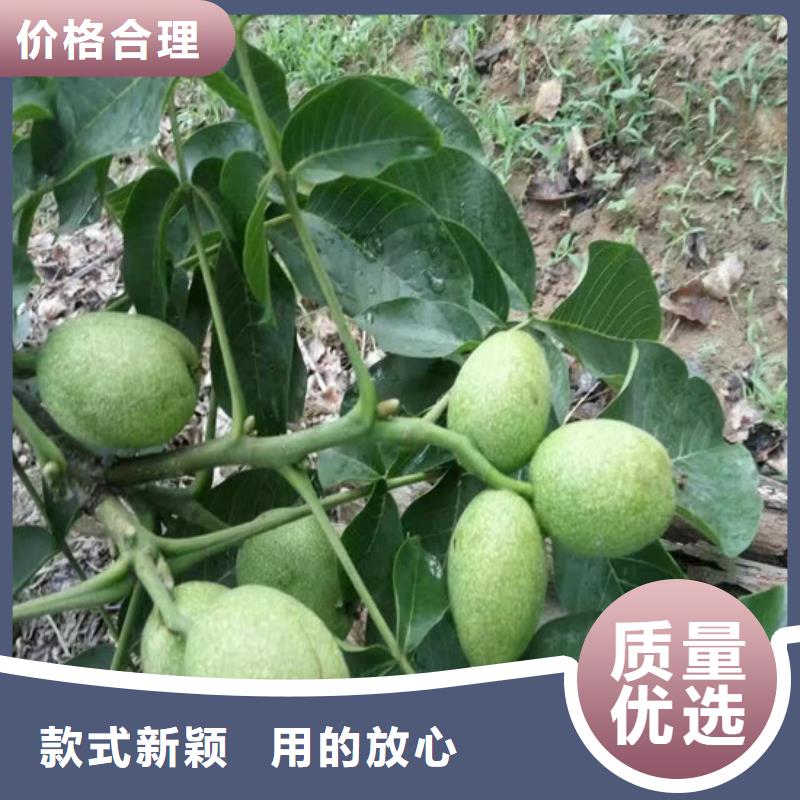核桃苗_冬雪蜜桃树苗价格公道合理