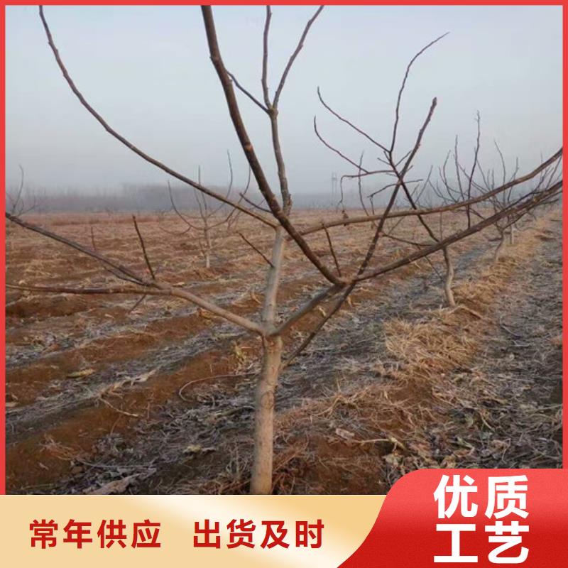 核桃苗板栗苗生产经验丰富