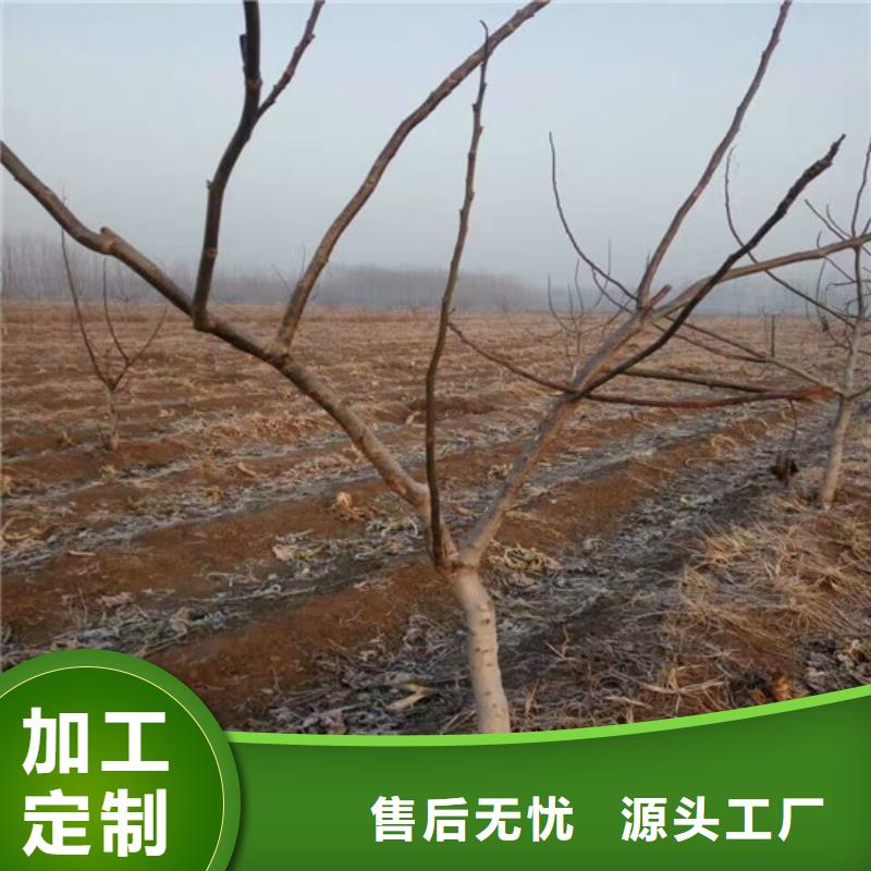 【 核桃苗梨树苗基地经验丰富品质可靠】广祥果树苗