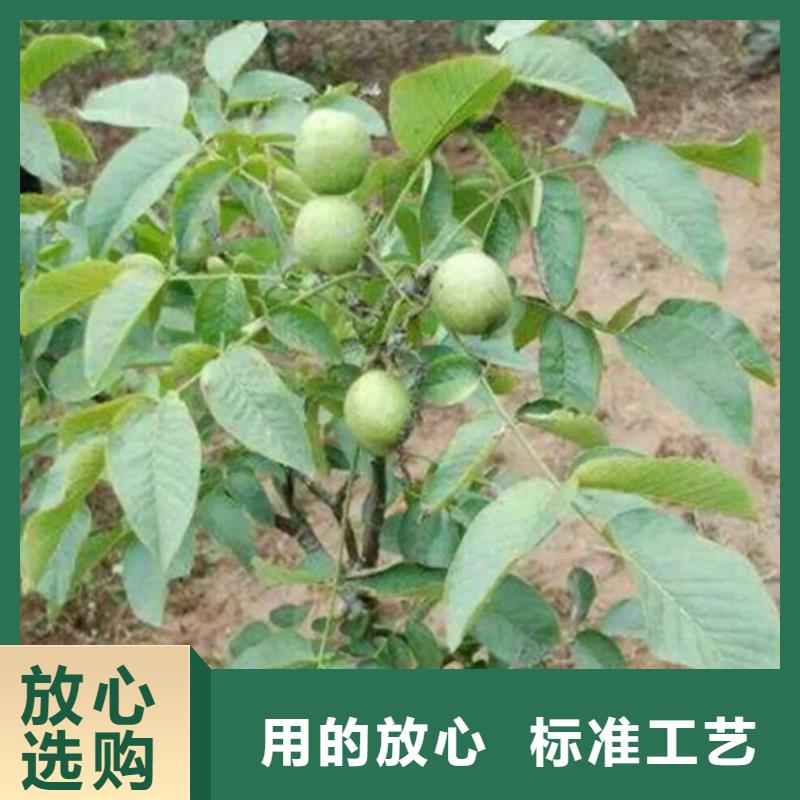 【 核桃苗-无籽葡萄树苗源厂定制】来电咨询