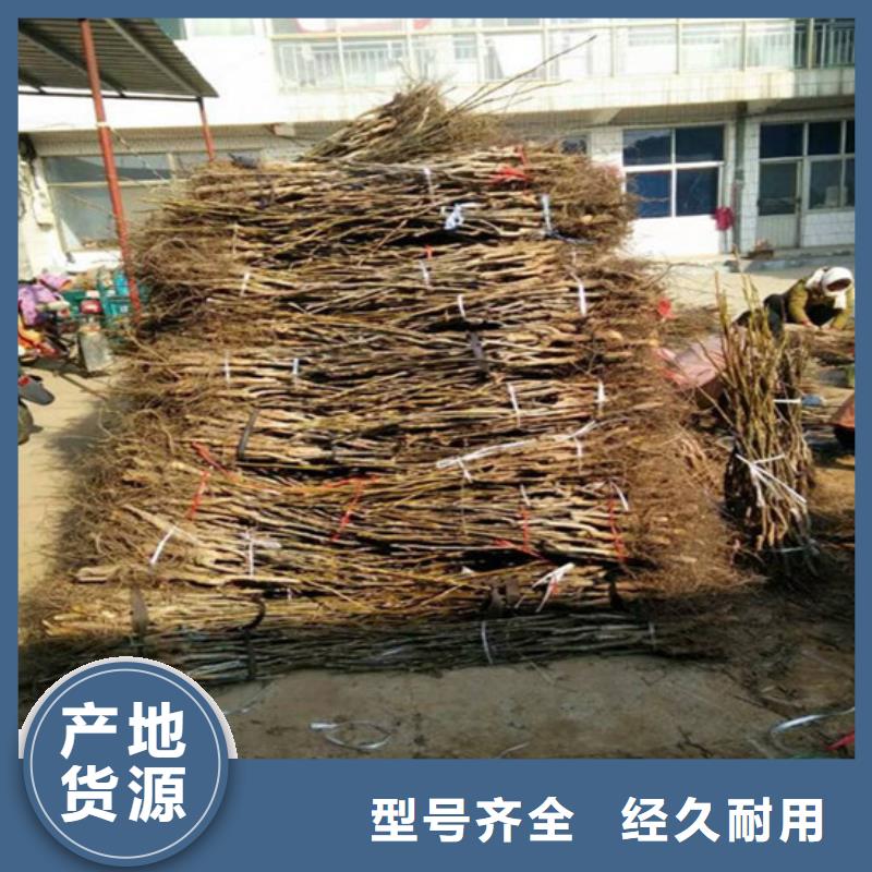 核桃苗黑珍珠草莓苗供您所需