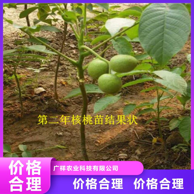 核桃苗软籽石榴树苗认准大品牌厂家