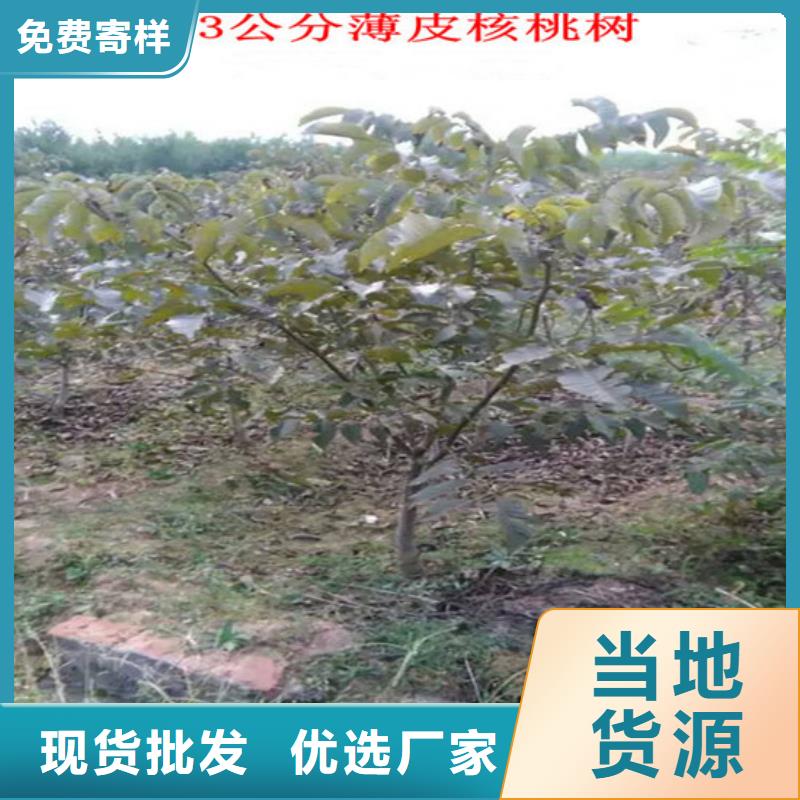 【 核桃苗梨树苗基地经验丰富品质可靠】广祥果树苗