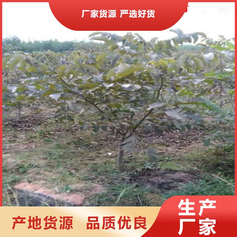 果树苗视频-果树苗-浙江省温州|嘉兴|宁波|丽水|衢州附近生产商