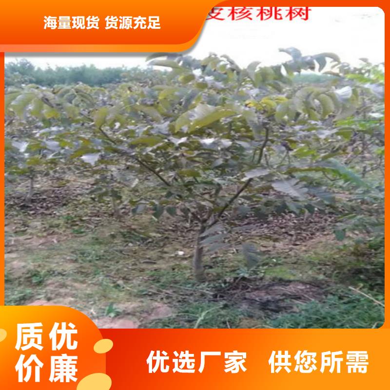 【核桃苗阳光玫瑰葡萄树苗用心服务】