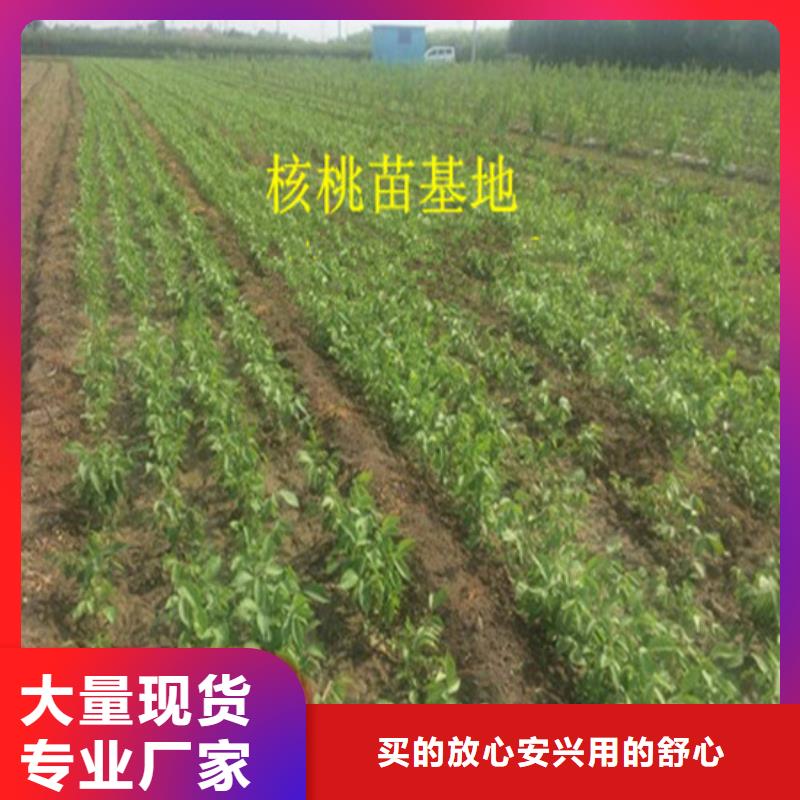 核桃苗花椒树苗多种规格可选
