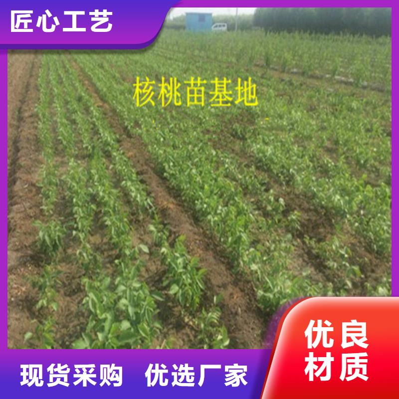 果树苗视频-果树苗-浙江省温州|嘉兴|宁波|丽水|衢州附近生产商