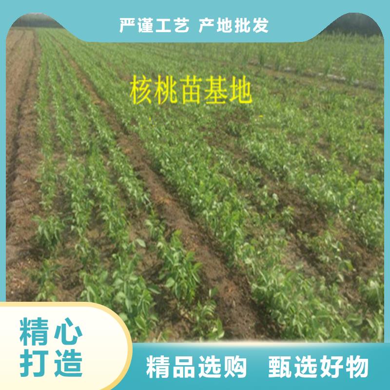 核桃苗_无花果树苗免费询价