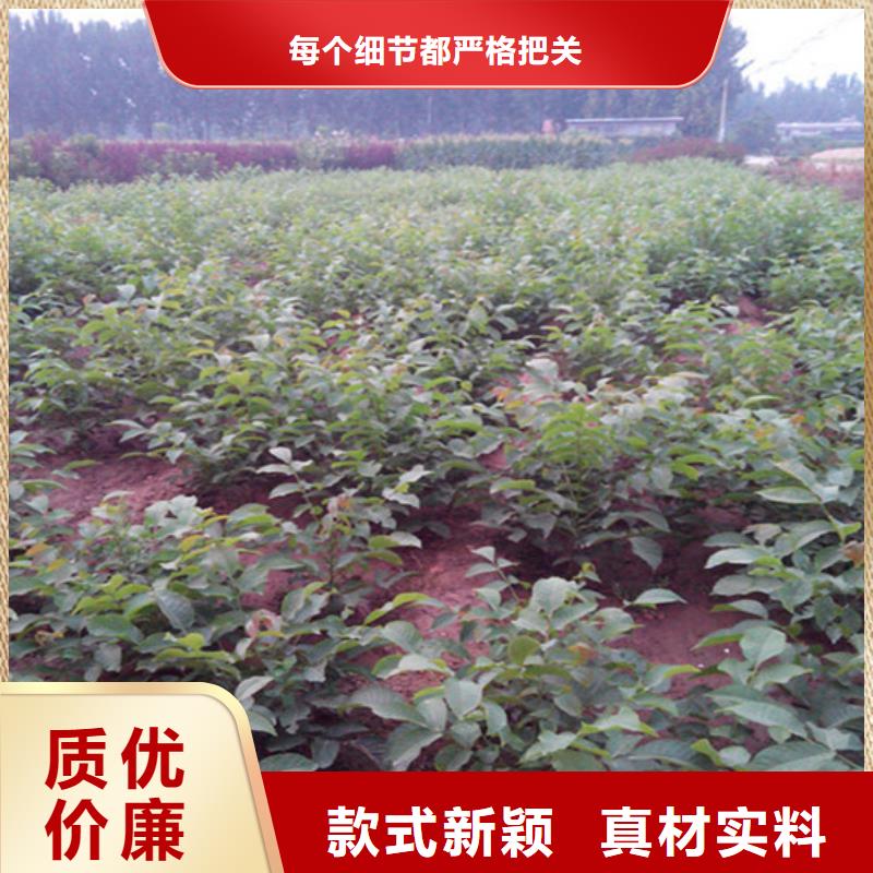 【 核桃苗梨树苗基地经验丰富品质可靠】广祥果树苗