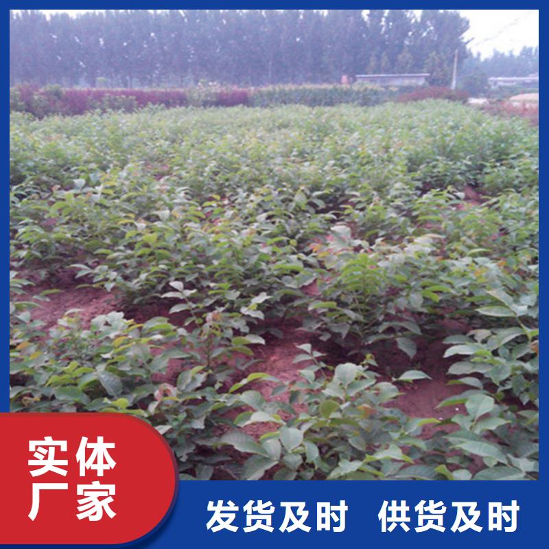 核桃苗冬桃树苗实力厂家直销