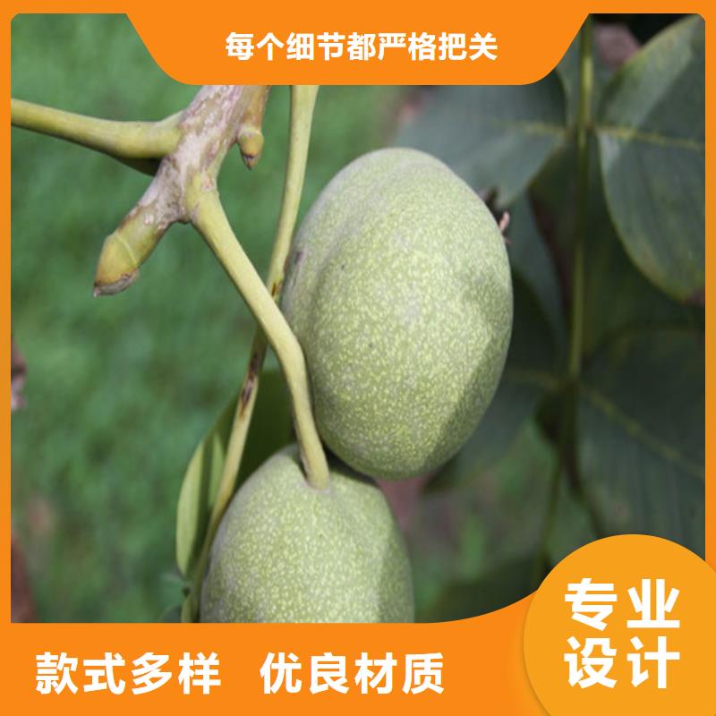 核桃苗果树苗批发基地品种全