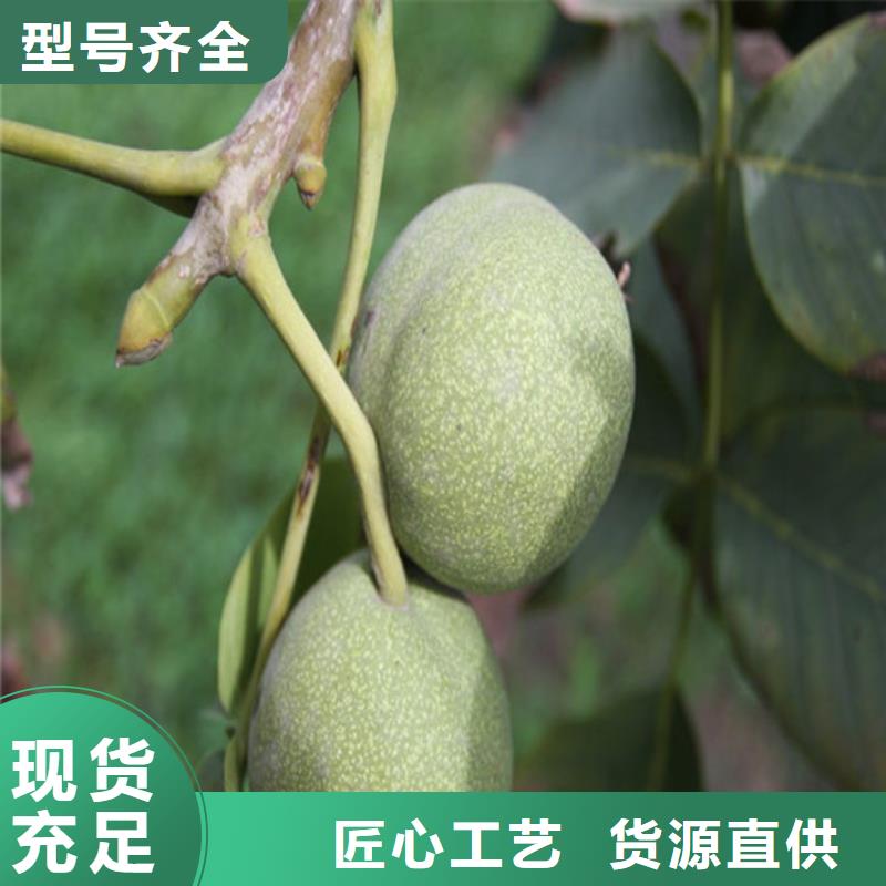 核桃苗樱桃苗库存充足