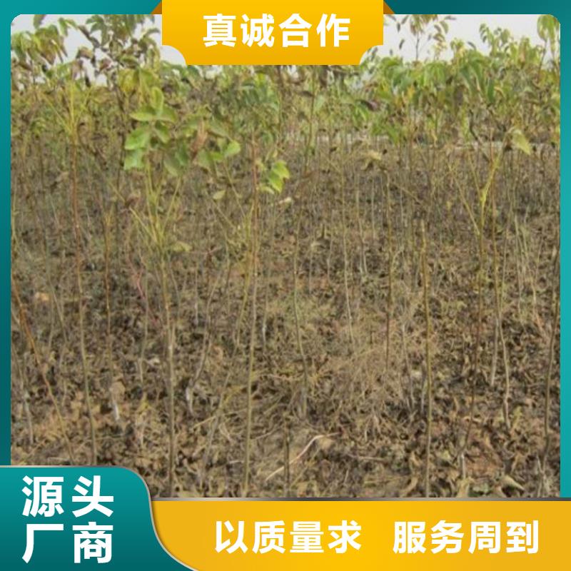 核桃苗花椒树苗多种规格可选
