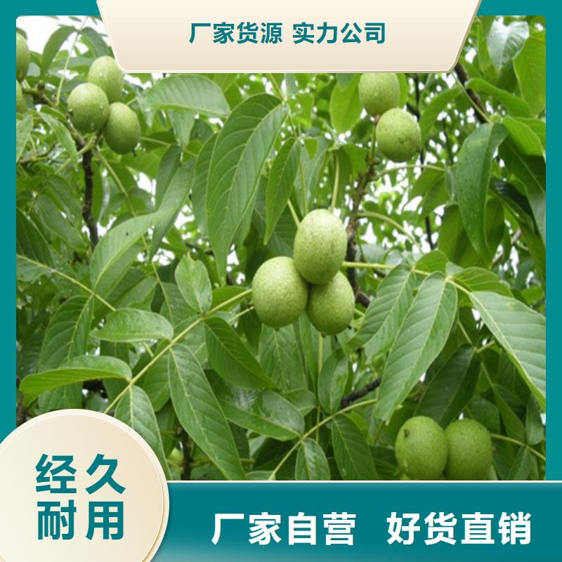 【 核桃苗-无籽葡萄树苗源厂定制】来电咨询