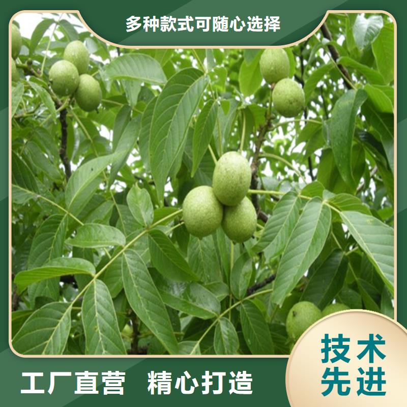 核桃苗冬桃树苗实力厂家直销