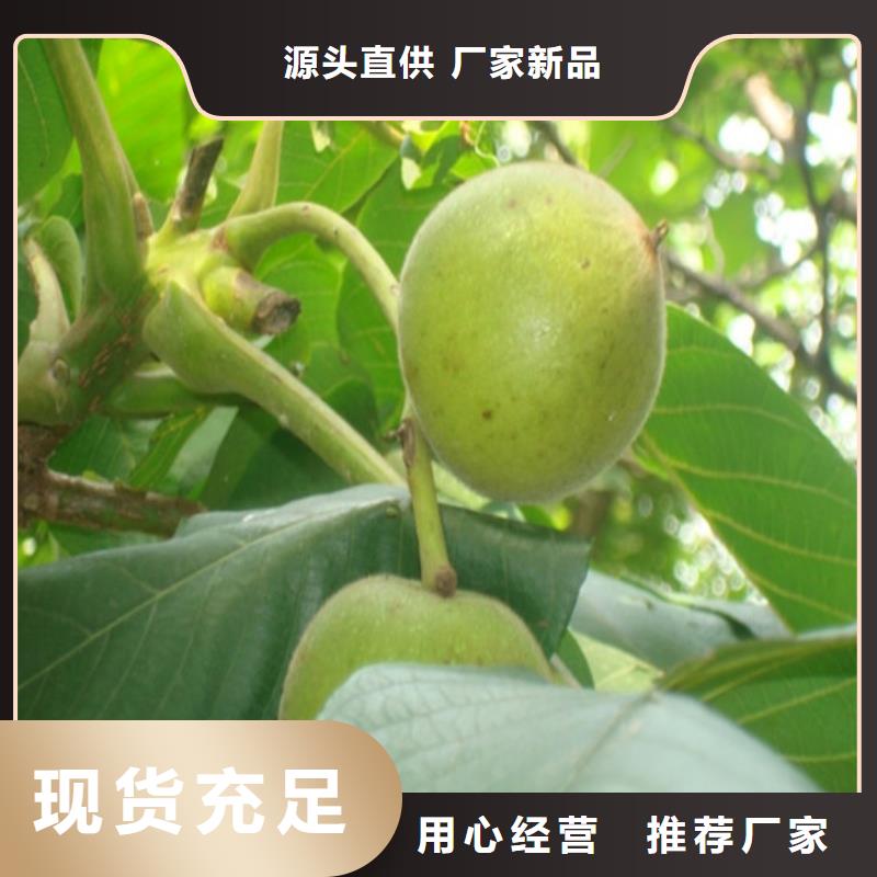 核桃苗冬桃树苗实力厂家直销