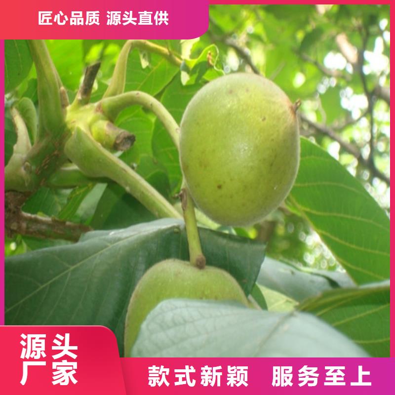 核桃苗,大红袍花椒苗实体厂家