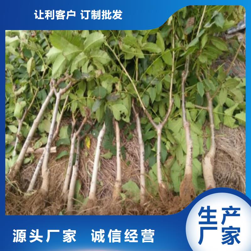 核桃苗桃树苗每个细节都严格把关