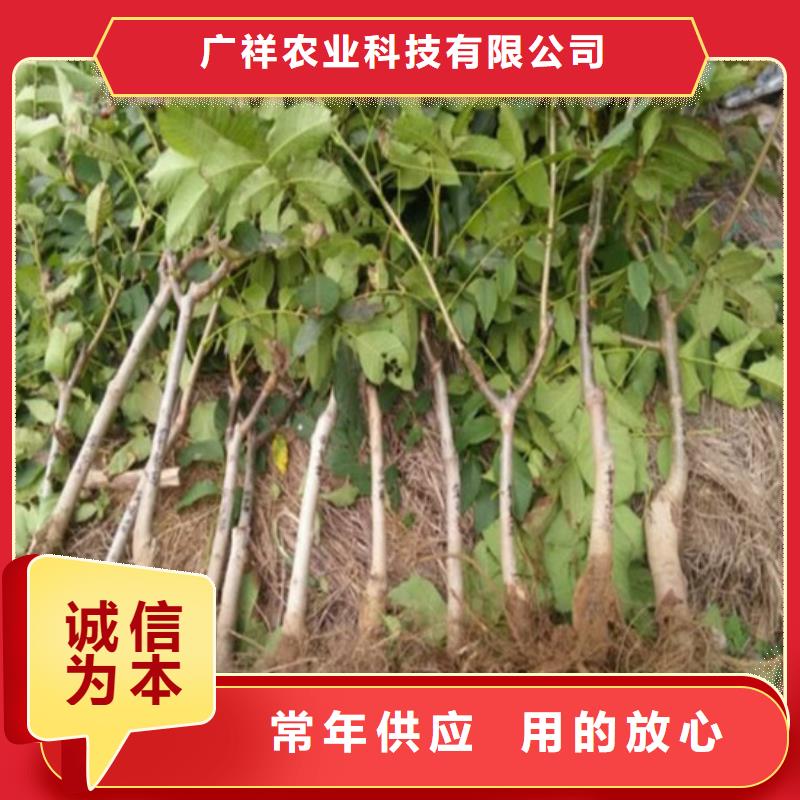 果树苗视频-四川省泸州市广祥果树苗可服务区域古蔺|合江|凉山|甘孜|自贡|南充|攀枝花|遂宁|阿坝等