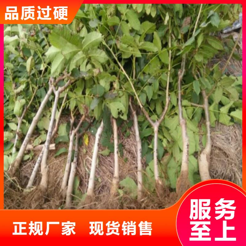 【核桃苗,草莓苗价格用心制作】