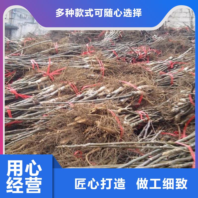 核桃苗樱桃苗库存充足