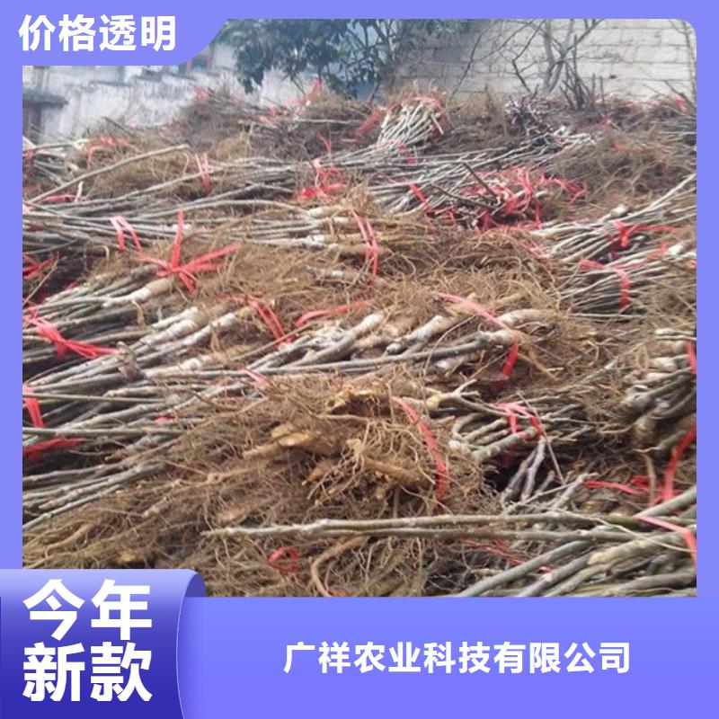核桃苗冬桃树苗实力厂家直销