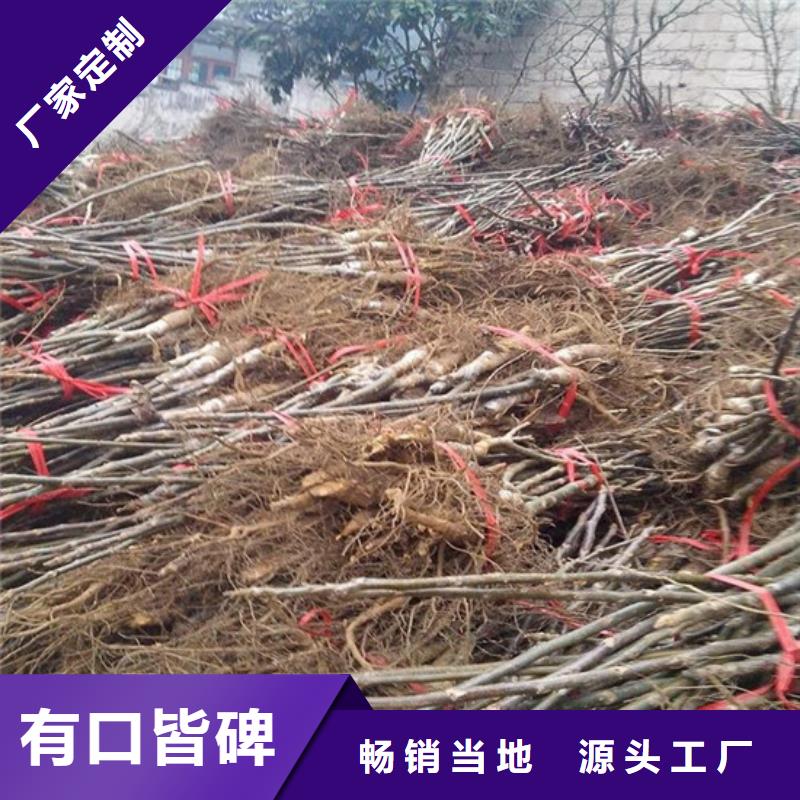核桃苗_无花果树苗免费询价
