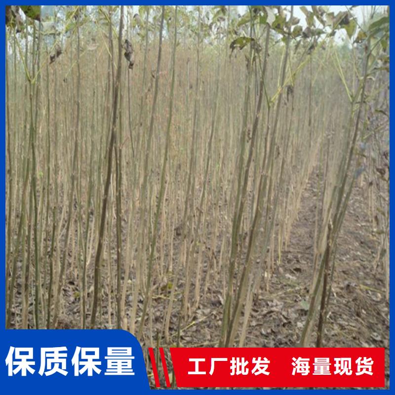 果树苗视频-四川省泸州市广祥果树苗可服务区域古蔺|合江|凉山|甘孜|自贡|南充|攀枝花|遂宁|阿坝等