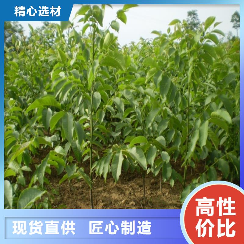 核桃苗桃树苗基地专业生产N年
