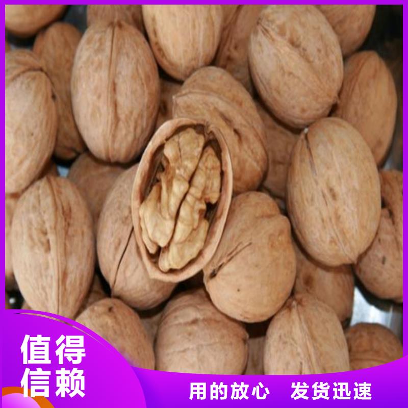 核桃苗樱桃苗库存充足