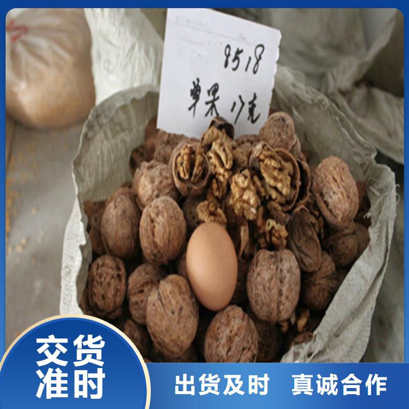 核桃苗,莫妮卡西梅树苗本地配送