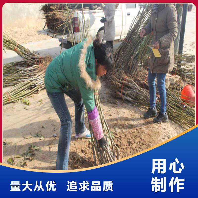 核桃苗,莫妮卡西梅树苗本地配送
