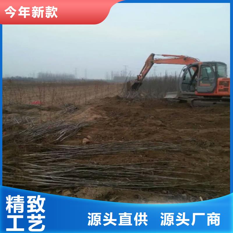 核桃苗黑珍珠草莓苗供您所需