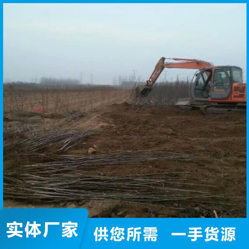 核桃苗徐香猕猴桃树苗细节决定成败