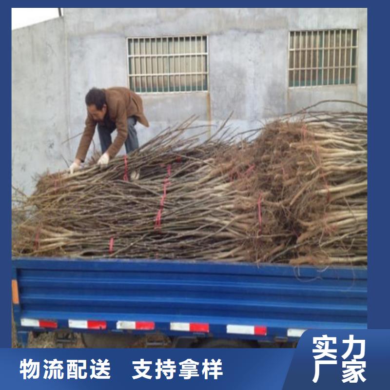 核桃苗_夏黑葡萄苗质量安心
